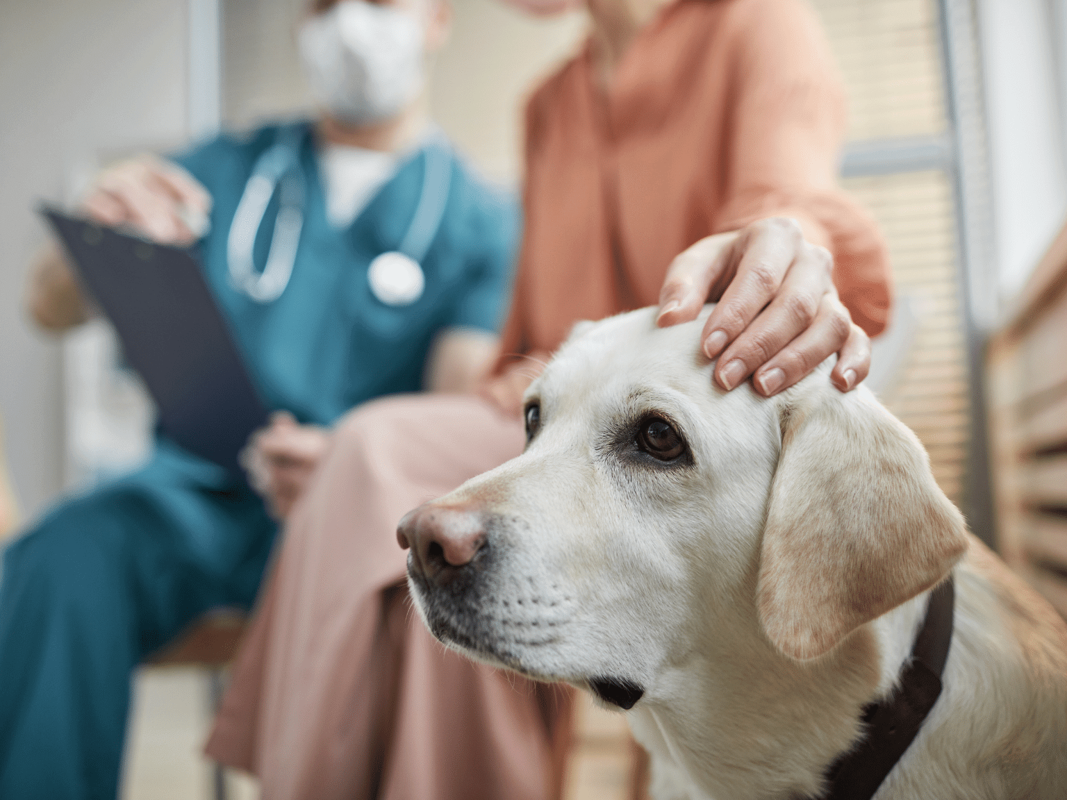 Puppy in modern veterinarian clinic